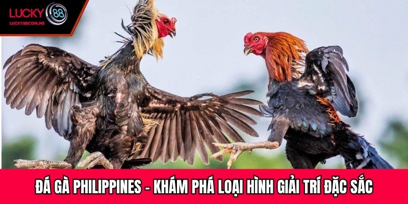 Đá Gà Philippines - Khám Phá Loại Hình Giải Trí Đặc Sắc