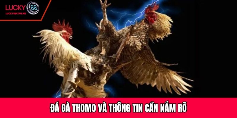 Đá gà Thomo và thông tin cần nắm rõ