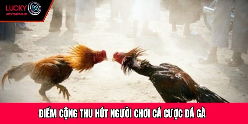 Điểm cộng thu hút người chơi cá cược đá gà