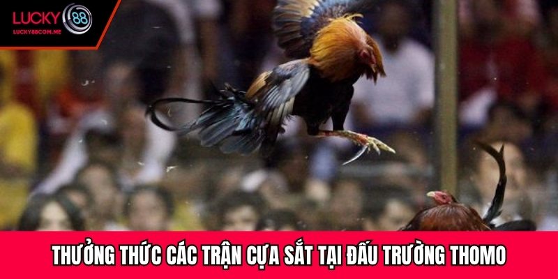 Thưởng thức các trận cựa sắt tại đấu trường Thomo