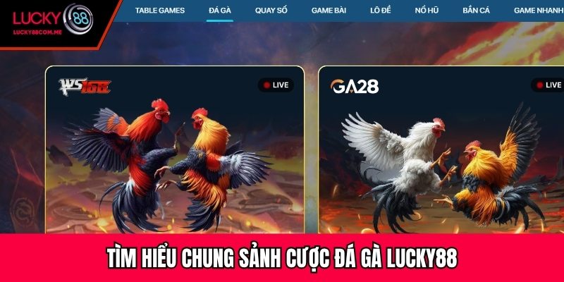 Tìm hiểu chung sảnh cược đá gà Lucky88